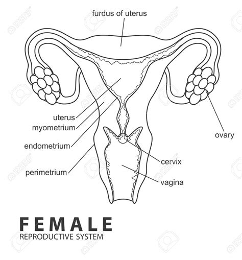 Diagram Of The Female Reproductuve System Reproductive Organ