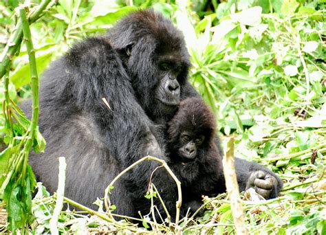 1200px-Mountain_gorillas_(8209001529), via Wikipedia - One and All Wisdom