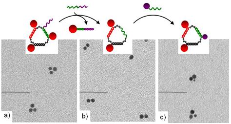 Gold Nanoparticles That Are Labeled With Dna Strands Which Also Download Scientific Diagram