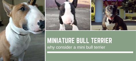 Miniature Bull Terrier Vs Standard