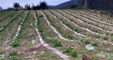 400 Hectáreas De Cultivo Se Pierden Por Heladas En El Madrigal