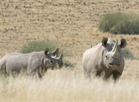 Black Rhinoceros | The Biggest Animals Kingdom