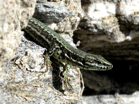 Fotos Gratis Fauna Silvestre Reptil Cerca Iguana Lagartija