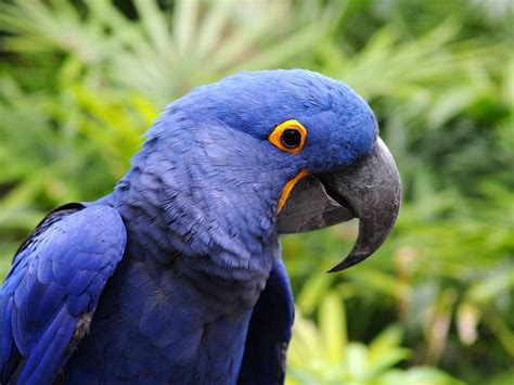 Are Blue Macaws Extinct or Endangered? (Hyacinth Macaw) | Birdfact