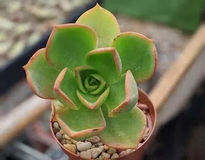 Aeonium Nobile Succulentdotcare