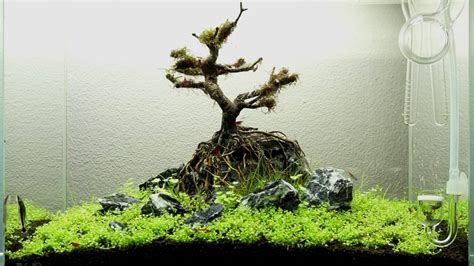 Aquarium Plants Bonsai 35cm Youtube