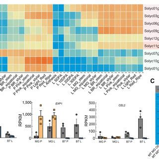 Expression patterns of tomato ripening-related cell wall-modifying ... 