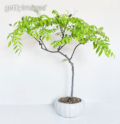 Growing American Wisteria Bonsai Tree 1392004332 게티이미지뱅크