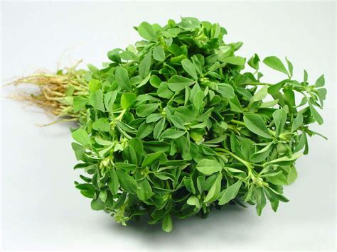 Fenugreek: 10 Benefits of Fenugreek