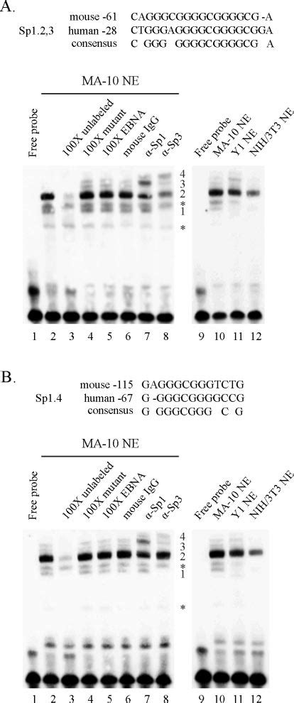 Putative Sp1/Sp3-binding sites from the proximal promoter are able to ... 
