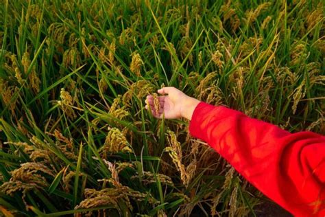 Difference Between Traditional Agriculture And Modern Agriculture