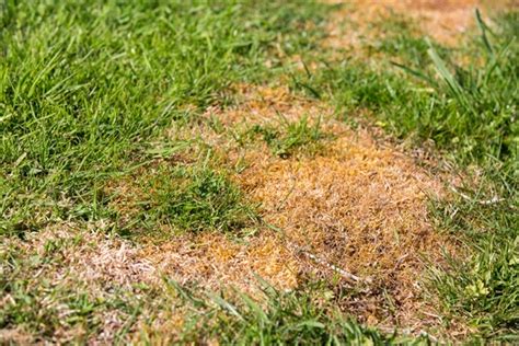 Tackling Common Lawn Diseases Effective Identification And Solutions