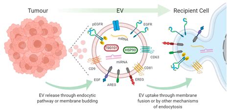 Cancers Free Full Text Extracellular Vesicle Dissemination Of