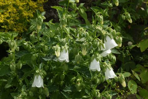 Campanula Hofmannii Les Alpines Au Qu Bec