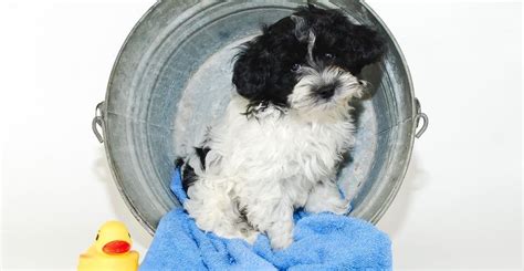 Maltipoo Breeders | Maltipoo Puppies For Sale