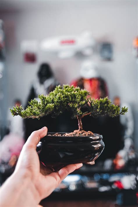 Bonsai Plants Benefits: A Hobby to Help You Relax!