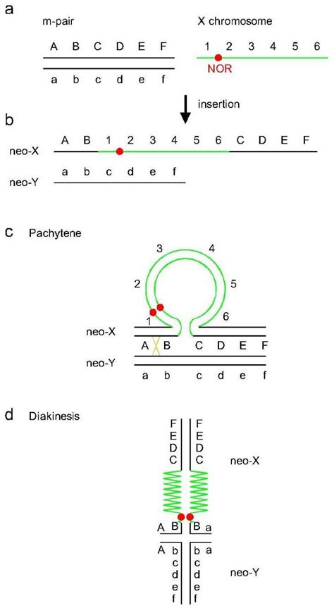 Insects Free Full Text On The Origin Of Neo Sex Chromosomes In The