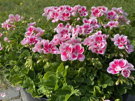 Pelargonia Rabatowa Pelargonium Zonale Flower Fairy White Splash