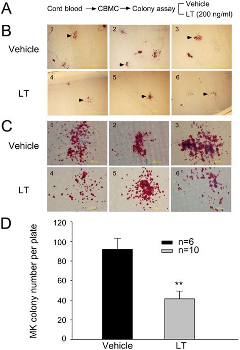 A The Experimental Outline Human Cord Blood Derived Mononuclear