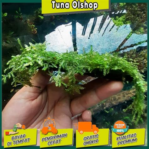 Jual Moss Weeping Lempeng Tanaman Air Aquascape Hiasan Aquarium Full