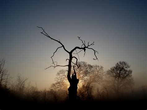 Wallpaper Sunlight Sunset Nature Sky Silhouette Branch Sunrise