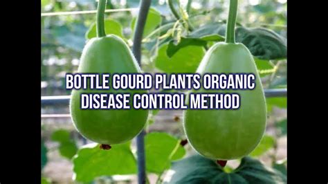 Bottle Gourd Disease And Cure Gourd Plant Organic Disease Control