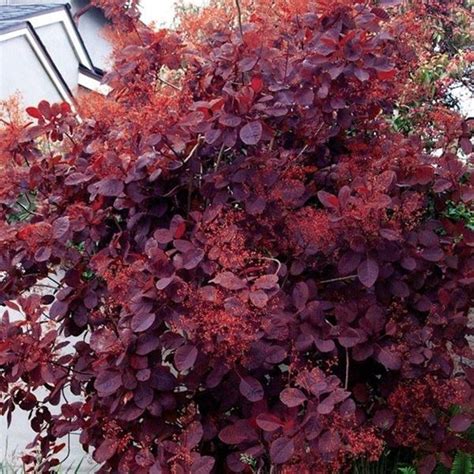 Скумпия кожевенная Роял Пёпл (Cotinus coggygria Royal Purple) - каталог ...