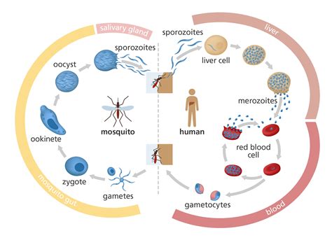 What Is Malaria