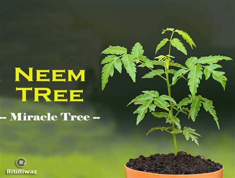 Significance Of Neem Tree In Hinduism Ritiriwaz