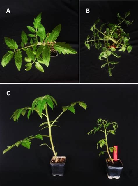 First Report Of Tomato Mottle Mosaic Virus In Tomato Crops In Israel