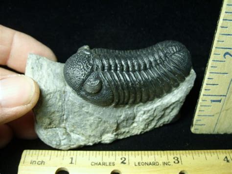 Fossilized Trilobite Phacops D The Stones Bones Collection