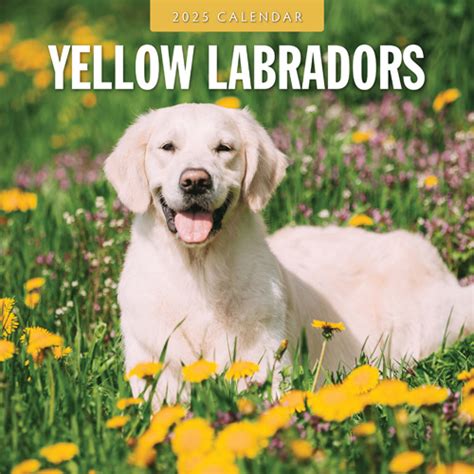 Labrador Retriever Blond Kalender 2025 Kopen Eenvoudig En Snel Online