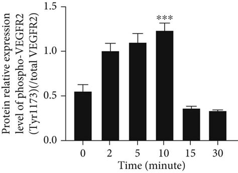 Activation Of Cd137 With Cd137l Influences The Expression Of Vegfr2 And