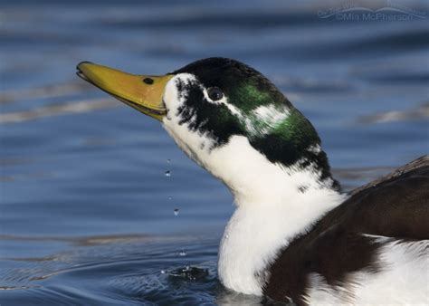 Duck And Geese Hybrids And Domestic Waterfowl Images Mia Mcphersons On The Wing Photography