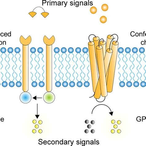 Schematic Illustration Of Transmembrane Signaling Download