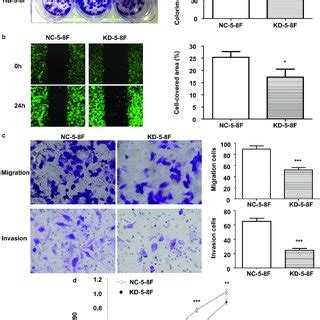 Stable LINC02570 Overexpression Enhanced NPC Cell Proliferation