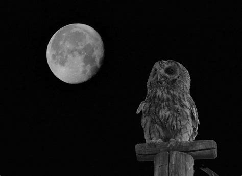 Moon Owl Night - Free photo on Pixabay - Pixabay