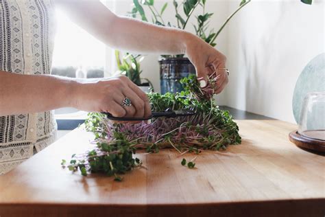 Harvesting and Storing your Microgreens