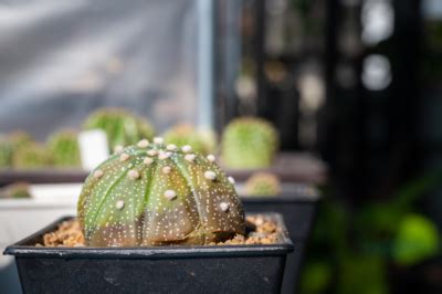 C Mo Revivir Un Cactus Huerto En Casa