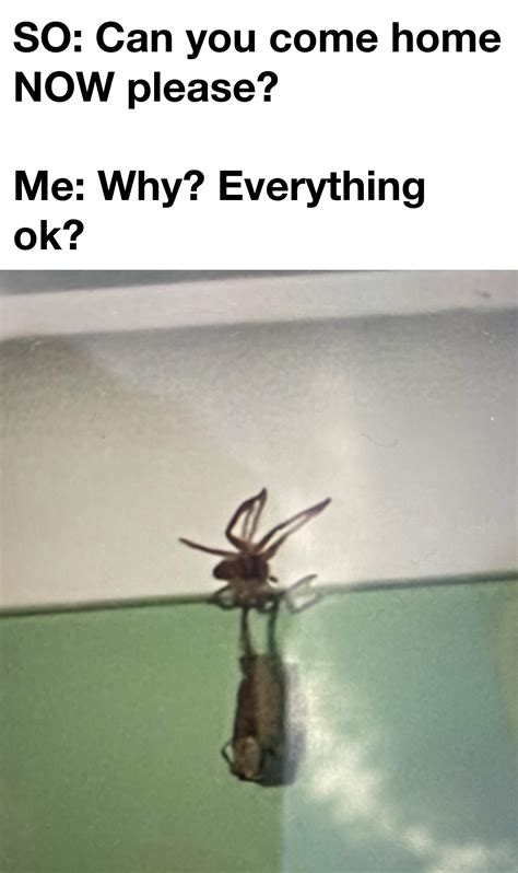 burning house meme 1