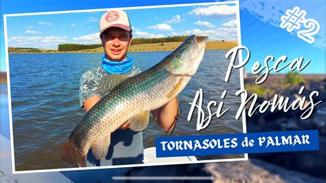 La Primera Tararira Tornasol De Mi Vida Pesca Embarcado En El Palmar