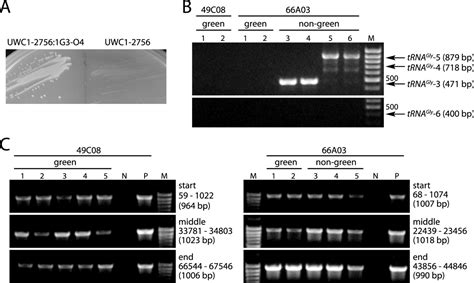 A New Large Dna Fragment Delivery System Based On Integrase Activity