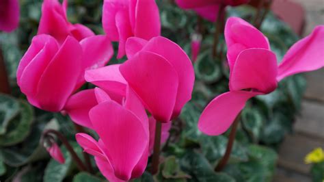 Цикломения (много фото) - treepics.ru