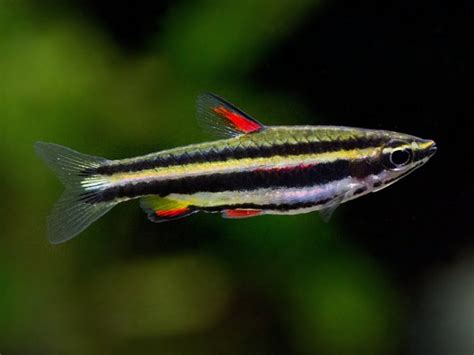 Dwarf Pencilfish - Aquatics World