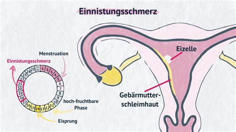 Unterleibsschmerzen nach Eisprung Das müssen Sie wissen FOCUS de