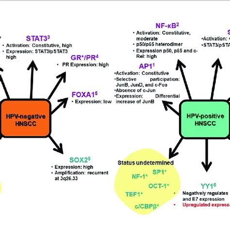 Transcription Factor Based Classification Of Hpv Positive And Hpv