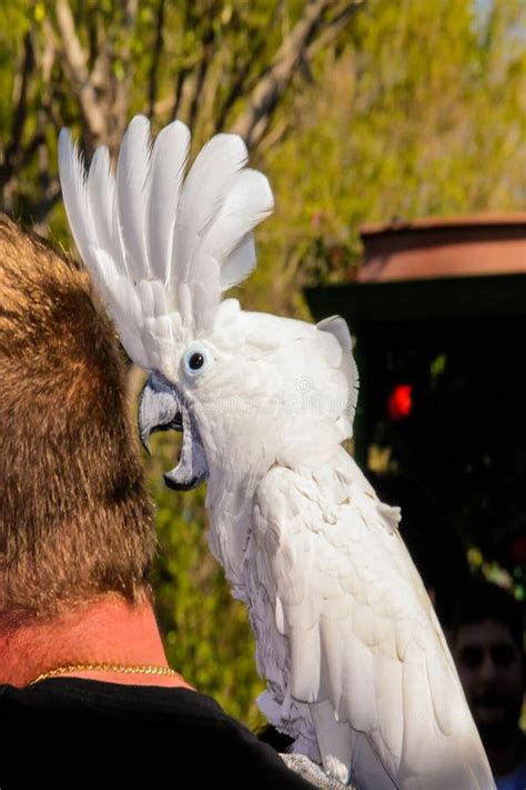 Jouer Avec Le Perroquet De Cacatoès Blanc Cacatua Alba Ou Cacatoès De