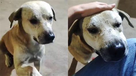 Cachorro de rua chama atenção ao pedir comida e comportamento do animal