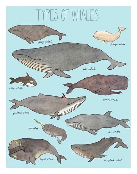 17 Best images about Whales on Pinterest | The whale, Humpback whale and Beluga whale