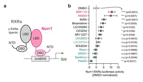 Effect Of Retinoid X Receptor Alpha Rxrα Binding Ligands On